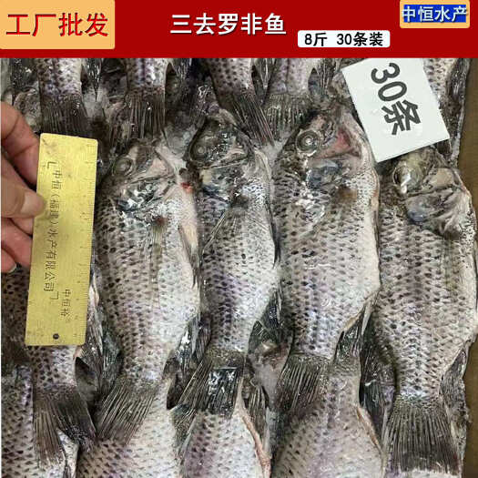 东山县三去罗非鱼 8斤30条装 鲜活加工冷冻水产供应批发