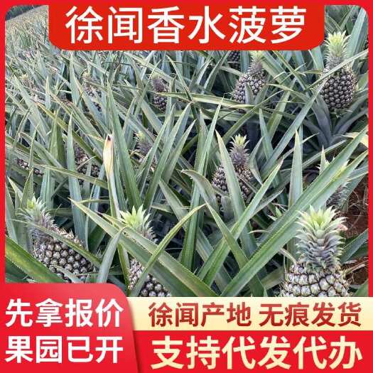 徐闻县广东徐闻香水菠萝批发代发 大中小果 1 斤 3 斤 5 斤