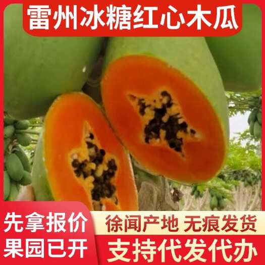 徐闻县广东雷州冰糖红心木瓜 5 斤直供专线代发