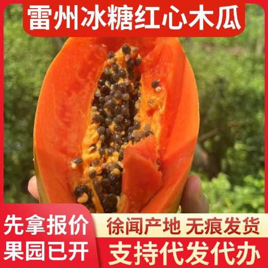 徐闻县雷州市 15 斤冰糖红心木瓜专线代发产地直供