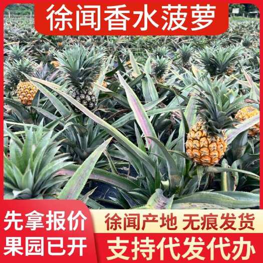 徐闻县批发代发广东徐闻香水菠萝 大中小果 多规格 1-8 斤