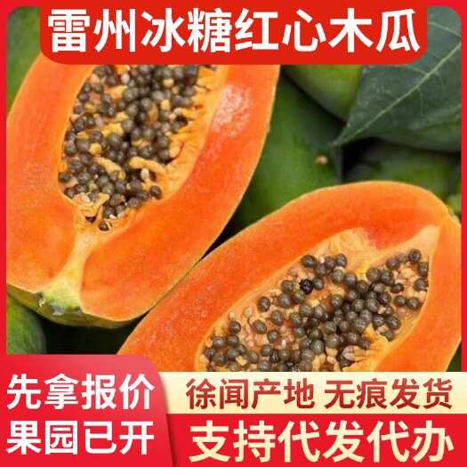 徐闻县广东雷州冰糖红心木瓜 8 斤专线代发产地直供