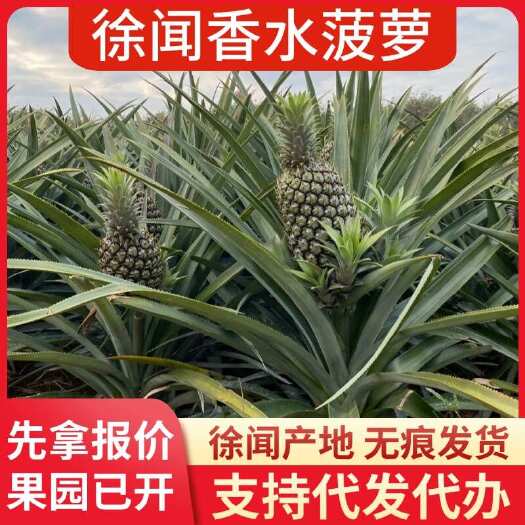 徐闻县批发代发广东徐闻香水菠萝 1 斤起 3/5/8 斤大中小果可