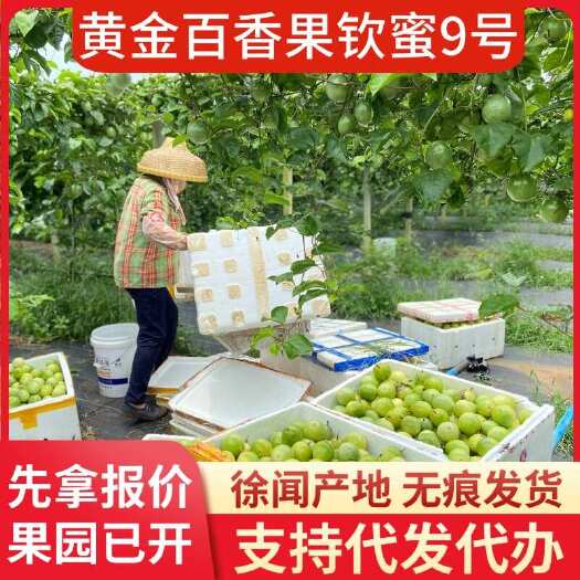 徐闻县广东钦蜜 9 号百香果一件代发 2 斤批发
