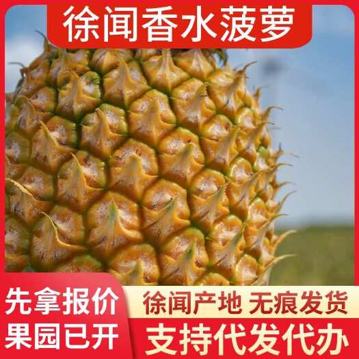 徐闻县徐闻香水菠萝批发代发 1 斤 3 斤 5 斤 8 斤 大中小