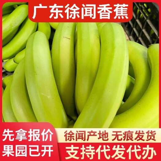 徐闻县徐闻香蕉 8 斤现摘现发快递代发服务