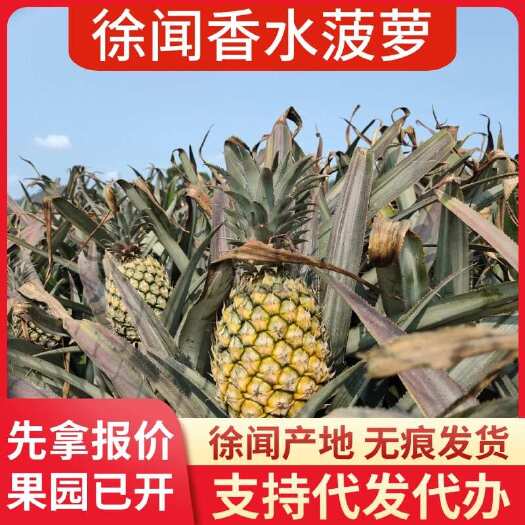 徐闻县批发代发广东徐闻香水菠萝 1-8 斤 大中小果 新鲜现摘