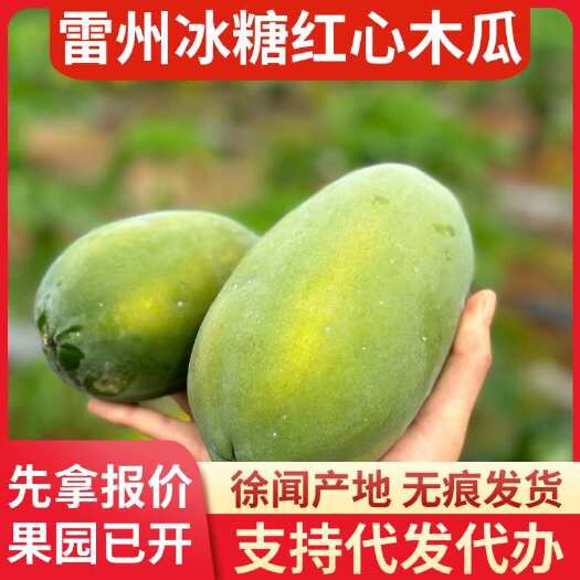 徐闻县湛江雷州冰糖红心木瓜 2 斤顺丰包邮产地直发代发