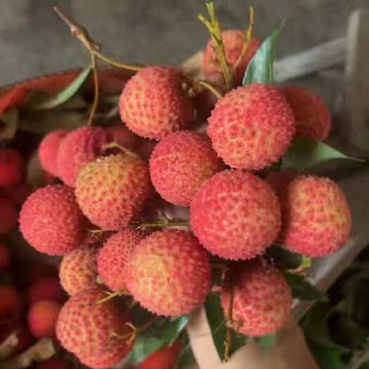 钦州桂味   大量有货