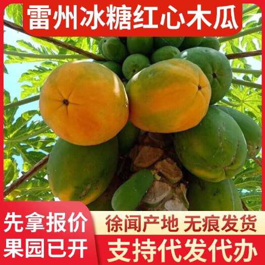 徐闻县5 斤广东湛江雷州冰糖红心木瓜专线代发