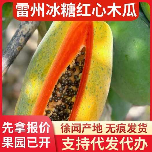 徐闻县广东雷州冰糖红心木瓜 12 斤产地直供代发专线