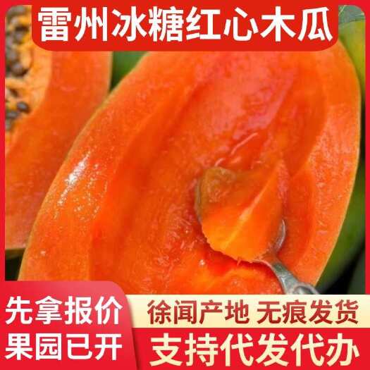 徐闻县湛江雷州冰糖红心木瓜 25 斤物流代发产地供