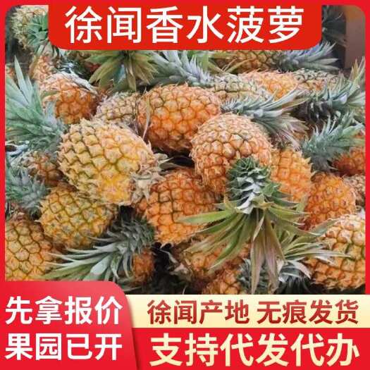 徐闻县徐闻香水菠萝 1-8 斤 大中小果批发代发 源头好货