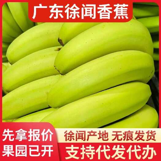 徐闻县湛江徐闻香蕉 2 斤顺丰包邮产地直发代发