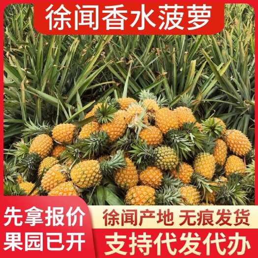 徐闻县广东徐闻香水菠萝 1 斤 3 斤 5 斤 8 斤 大中小果