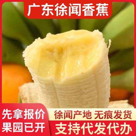 徐闻县香蕉 2 斤广东徐闻产地直发代发价