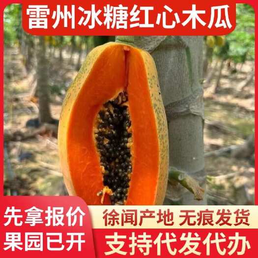 徐闻县雷州市冰糖红心木瓜 5 斤产地直发快递代发