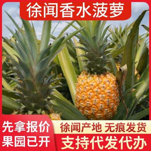 徐闻县广东徐闻香水菠萝 大中小果 1/3/5/8 斤 批发代发无忧