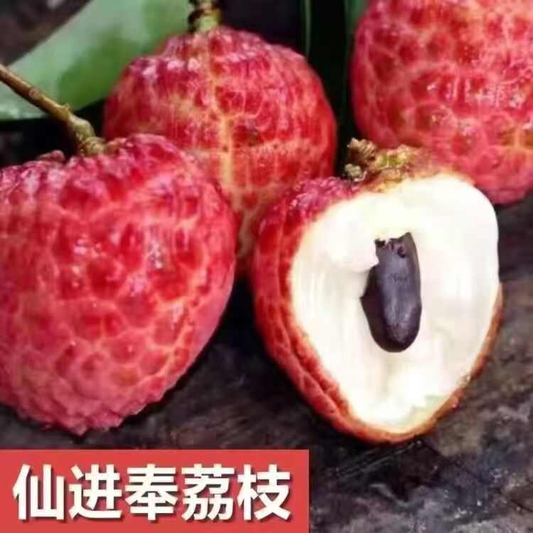 广东省罗浮山仙进奉荔枝航空冷链果园直发