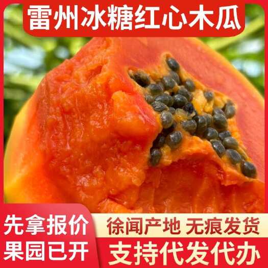 徐闻县湛江雷州市冰糖红心木瓜 12 斤批发价代发直供