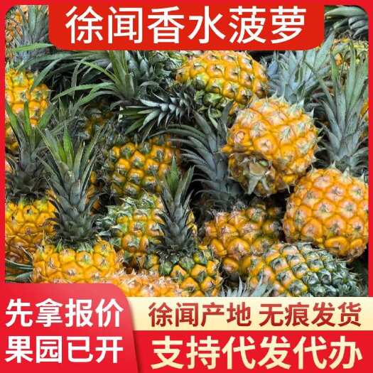 徐闻县徐闻香水菠萝 1-8 斤 大中小果批发代发 广东直发