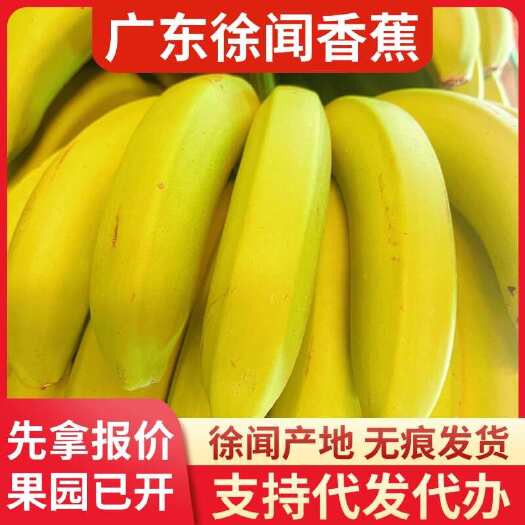 徐闻县徐闻香蕉 8 斤顺丰包邮产地直供代发