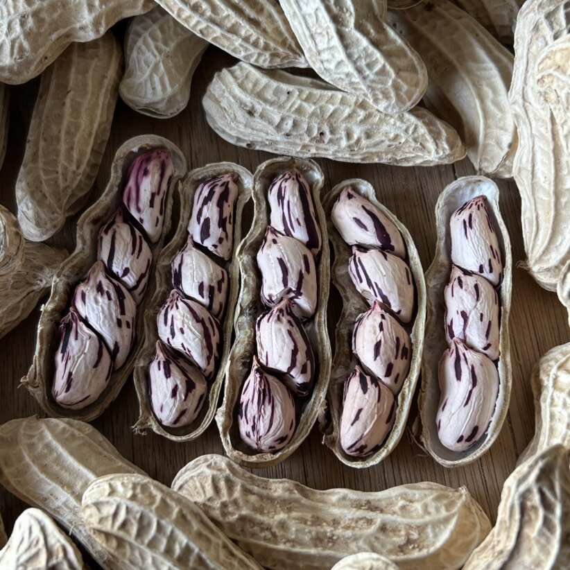 孟連七彩花生玉米加工廠