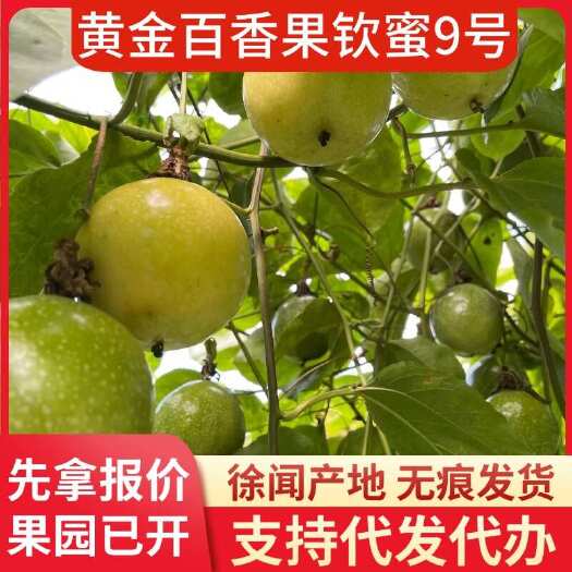 徐闻县湛江徐闻县钦蜜 9 号果快递代发直供