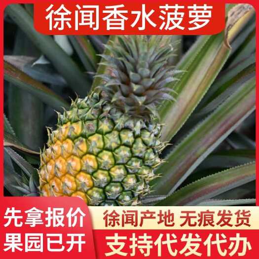 徐闻县徐闻香水菠萝 1 斤 3 斤 5 斤 8 斤 批发代发 量大