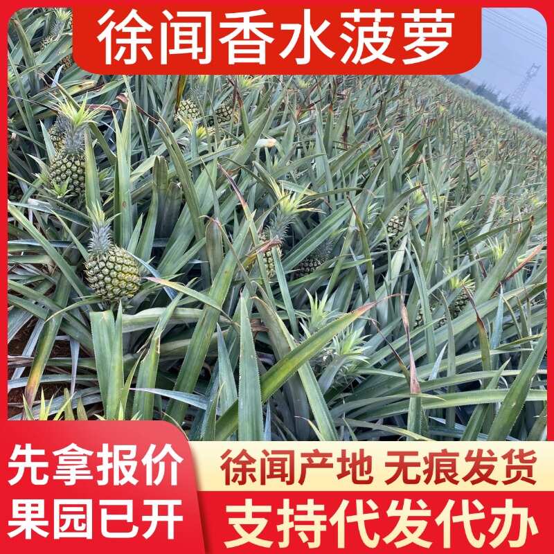 广东徐闻香水菠萝批发代发 大中小果 3/5/8 斤 1 斤起