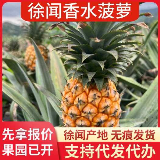 徐闻县徐闻香水菠萝 1-8 斤大中小果 广东产地批发代发