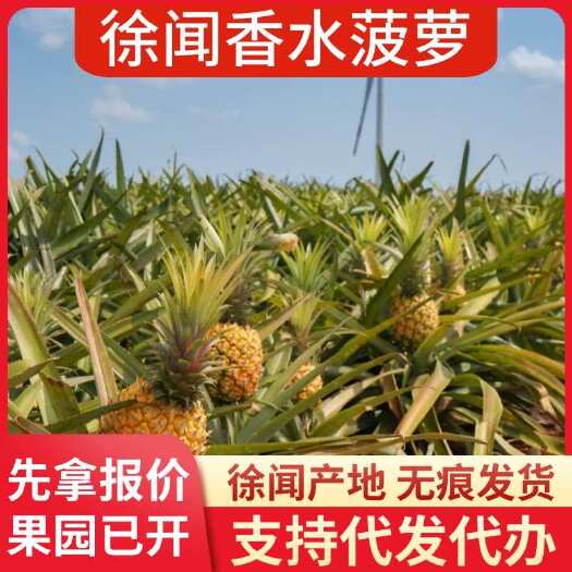 徐闻县广东徐闻香水菠萝批发代发 大中小果 1-8 斤规格齐全