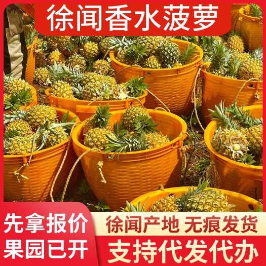 徐闻县批发代发徐闻香水菠萝 1-8 斤 大中小果 产地直供