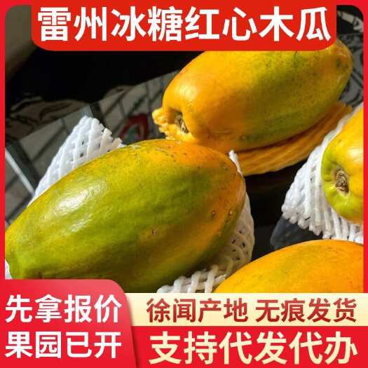 徐闻县雷州冰糖红心木瓜 8 斤顺丰包邮产地直供代发