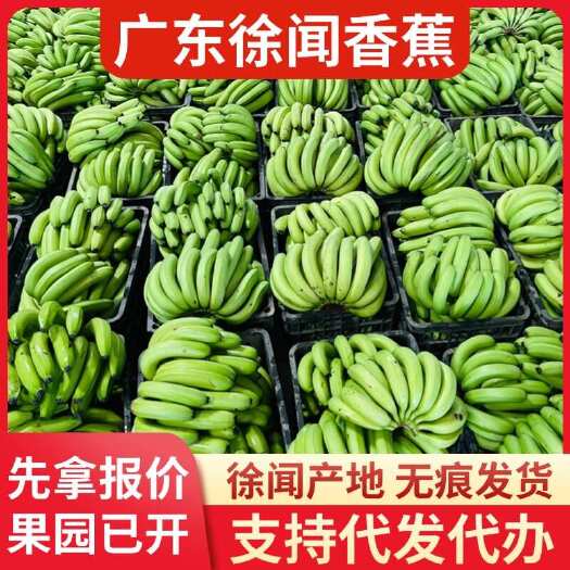 徐闻县湛江徐闻县香蕉 12 斤批发价代发直供