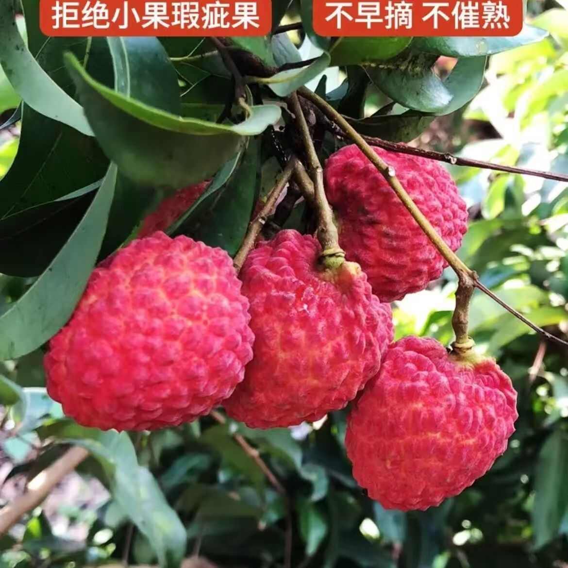 广东省罗浮山仙进奉荔枝航空冷链果园直发