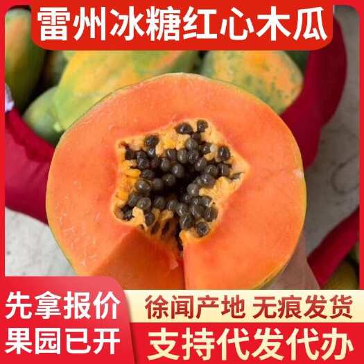 徐闻县广东雷州冰糖红心木瓜 3 斤代发快递直供货