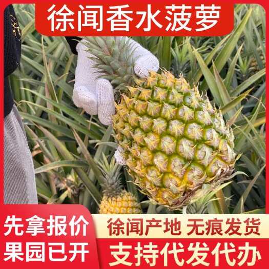 徐闻县广东徐闻香水菠萝 大中小果 1 斤 3 斤 5 斤 8 斤