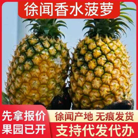 徐闻县广东徐闻香水菠萝 1 斤 3 斤 5 斤 8 斤 大中小果