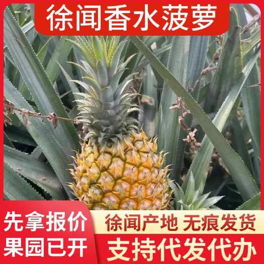 徐闻县批发代发徐闻香水菠萝 1 斤 3 斤 5 斤 8 斤 大中小