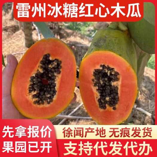徐闻县湛江雷州冰糖红心木瓜 20 斤快递专线代发