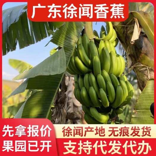 徐闻县香蕉 20 斤广东徐闻产地直供代发专线