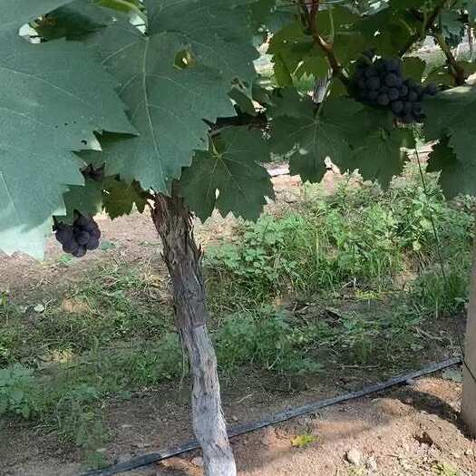 庐江县大量夏黑葡萄上市啦