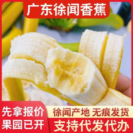 徐闻县徐闻新鲜香蕉 20 斤代发物流专线