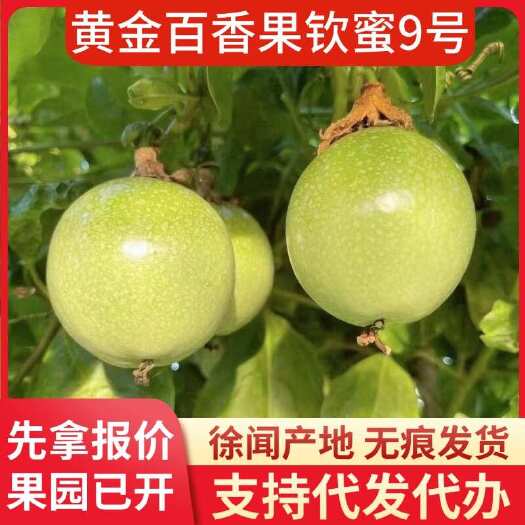 徐闻县批发代发钦蜜 9 号黄金百香果 1 斤好货代发