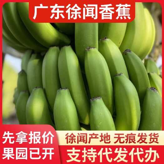 徐闻县新鲜香蕉 10 斤广东徐闻代发专线直供