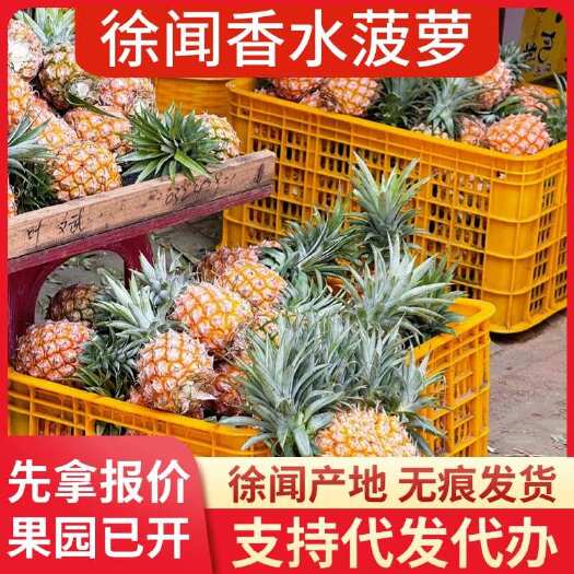 徐闻县广东徐闻香水菠萝批发代发 大中小果 3/5/8 斤 1 斤起