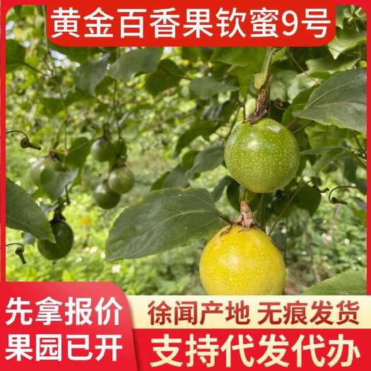 徐闻县钦蜜 9 号黄金百香果 10 斤批发代发直达