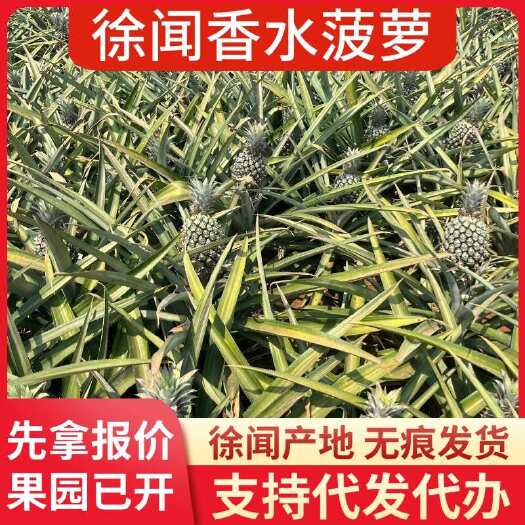 徐闻县批发代发徐闻香水菠萝 大中小果 1 斤 3 斤 5 斤 8