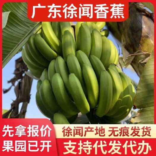 徐闻县新鲜徐闻香蕉 10 斤产地直供物流专线代发
